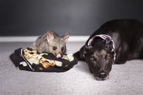 Animal Science Experiments 的图像结果