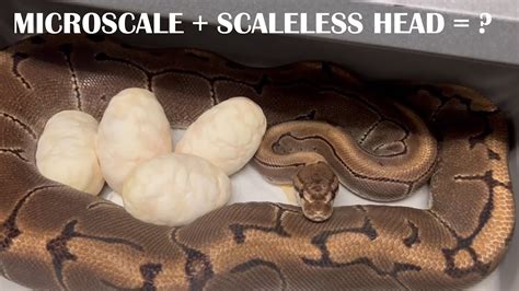 Scaleless Ball Python 的图像结果