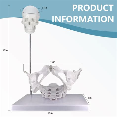 Newsmthnet Pelvic Model with Baby,Female Pelvis Model with India | Ubuy