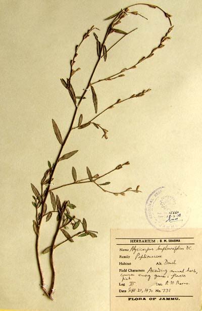 alysicarpus_bupleurifolius.