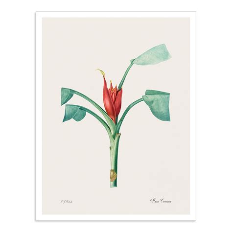 Musa Cocinea - I – Calcuttan