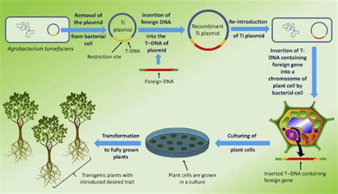 Genetically Engineered (GE) Trees and Genetically Modified (GM) Crops ...