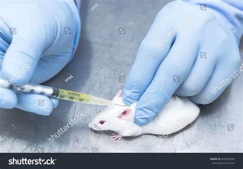 Image result for Mouse Intramuscular Injection