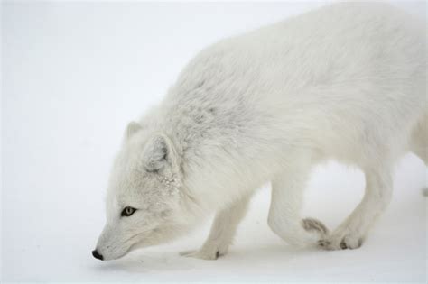 animals in the wild, nature, animal, snowing, snow, white, animals ...