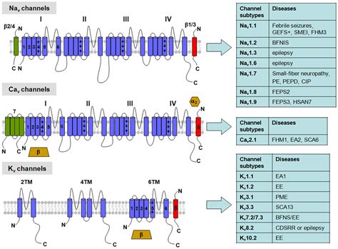 Voltage Sensor In Voltage-Gated Ion Channels at Daryl Hudson blog