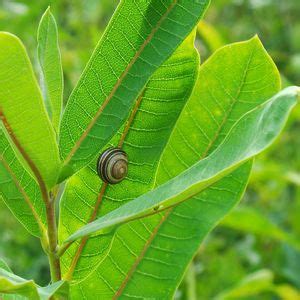 Slimy Snails on Metroparks Trails, Watershed Stewardship Center, West ...