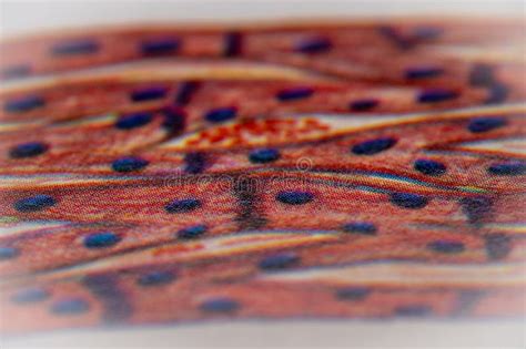 Image result for Cardiac Muscle Tissue Cells