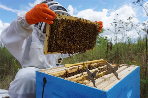 Image result for Spring Beekeeping