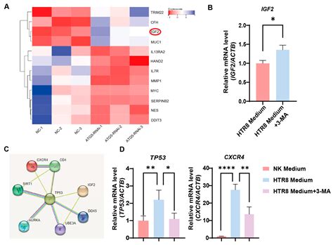Autophagy Inhibition in Trophoblasts Induces Aberrant Shift in CXCR4 ...