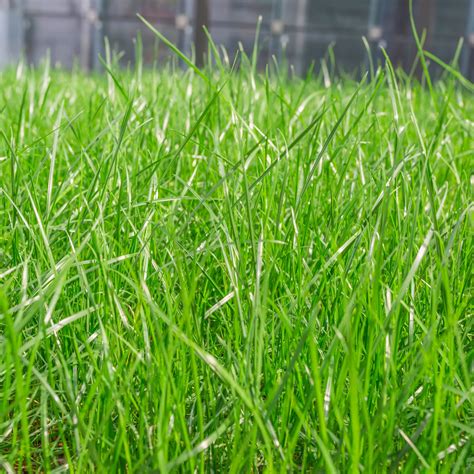 Bermuda Grass - Hybrid Seeds – Awan Garden