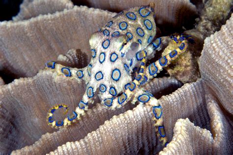 Image result for Blue-Ringed Octopus Color