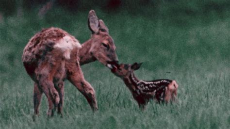 Doe's birthing and care for two fawns observed | Britannica
