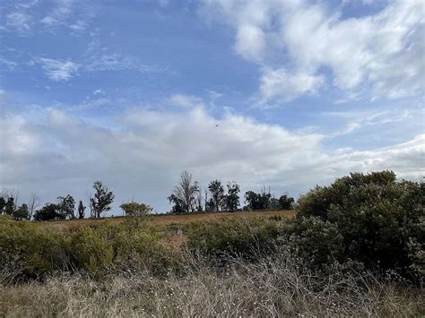 Raptor walk in the Sonoma Creek Baylands 1-28-24, Sonoma Land Trust ...