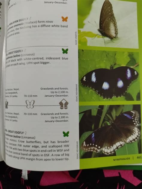 Buy BNHS Field Guide Butterflies of India Book Online at Low Prices in ...