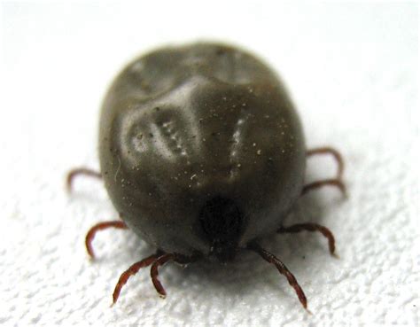 Tick Chart TOS 的图像结果