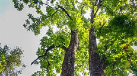 This 300-year-old Sal tree in Keonjhar still stands tall; villagers cry ...