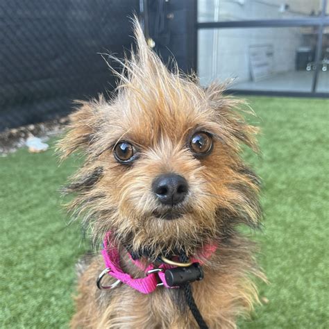 Ruby - 15/10 Foundation