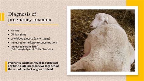 Pregnancy Toxemia in sheep | PPTX