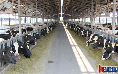 养牛的最佳牛舍怎么建,农村养10头牛的牛棚,农村怎么搭建牛棚便宜(第5页)_大山谷图库
