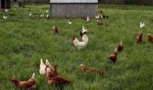 Image result for A Picture of Free Range System