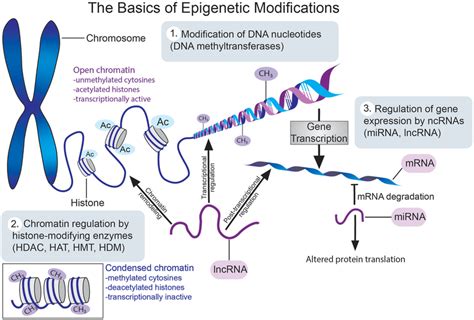 Epigenetic Modifications 的图像结果