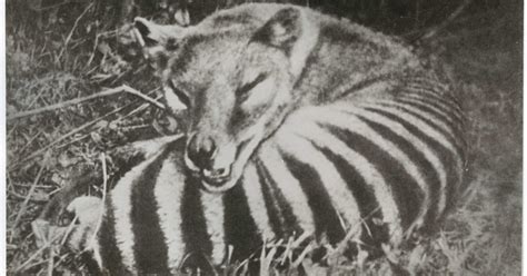 What's the deal with those Tasmanian tiger sightings? - ABC News