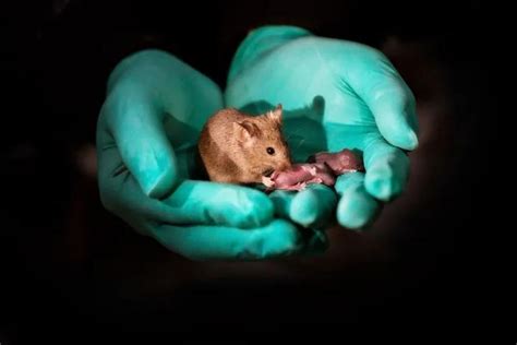 老鼠的寿命一般只有两年左右，我们能否善待普通的老鼠？ - 知乎