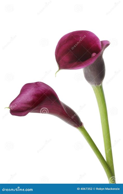 Purple Calla Lilies stock photo. Image of botany, white - 4067352