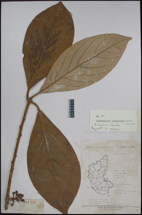 Herbarium JCB