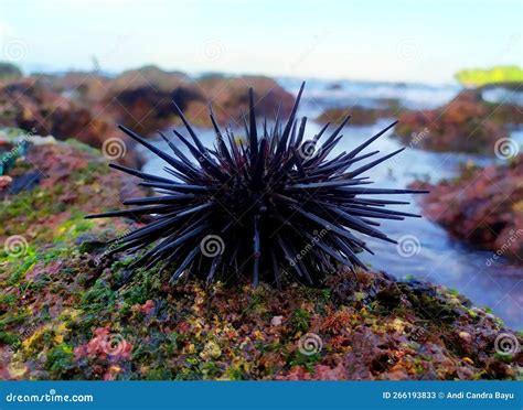Sea Urchins on a Coral Reef Stock Image - Image of seaurcchin, spines ...