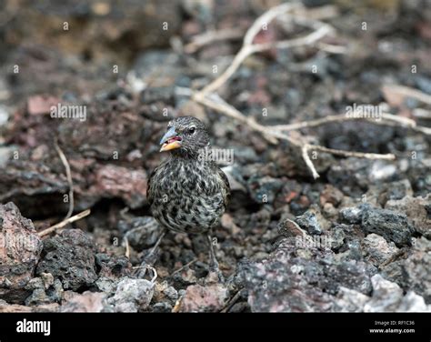 Darwin finch Medium Ground Finch (Geospiza fortis), Isabela Island ...