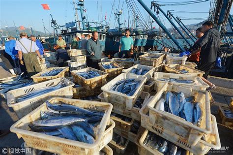 青岛：渔民开海迎丰收 日上岸数万斤 - 海报新闻