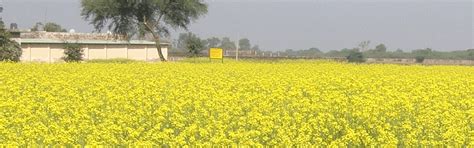 RMKP!-Rapeseed-Mustard Knowledge Management Portal, Assam