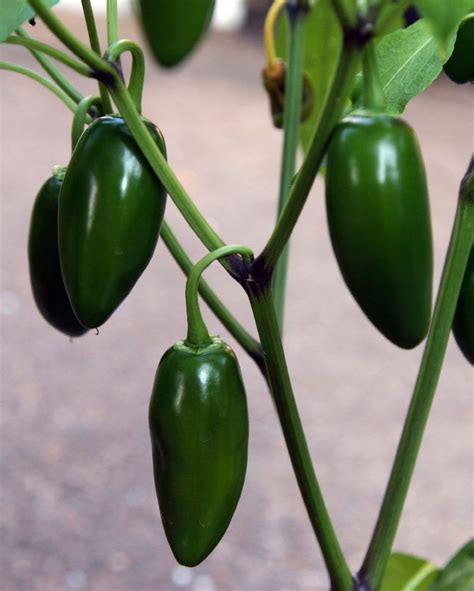 How To Grow Jalapenos From Seeds Indoors