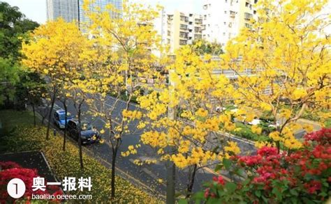 快来云赏花，宅在家里也能尽享深圳最美春色！_深圳新闻网