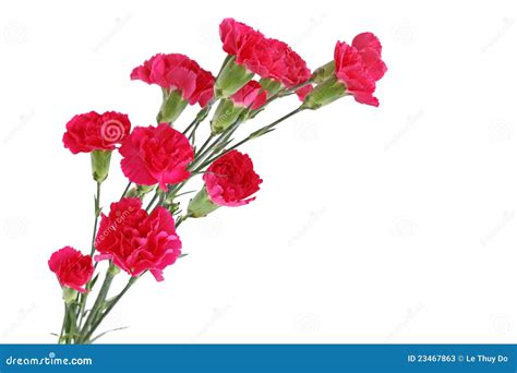 Red Carnation Flowers stock image. Image of gift, leaf - 23467863
