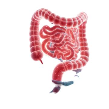 Image result for Digestive System No Background