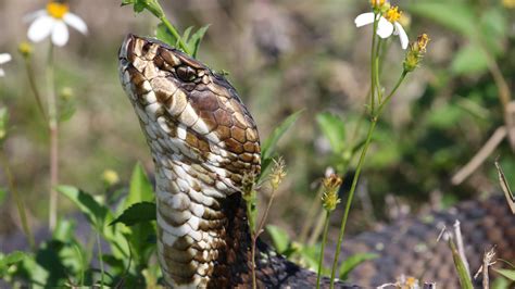 Cottonmouth snakes: Facts about water moccasins | Live Science