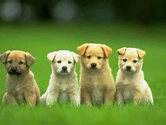 Image result for Wallpaper 1000X667 Puppy