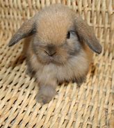 Image result for holland lop bunny