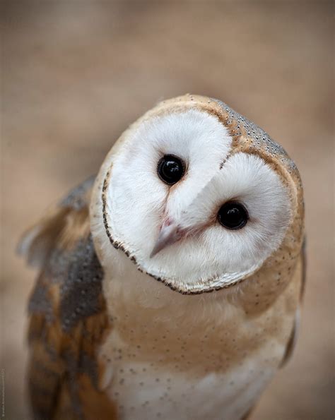 Cute Barn Owls