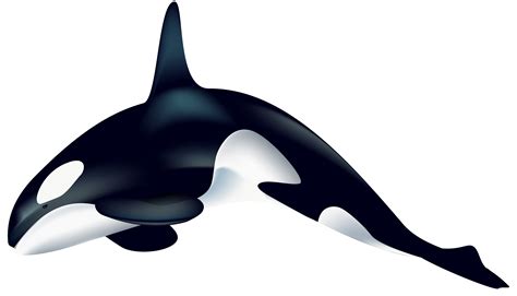 Killer whale Clip art - Orca PNG Transparent Clip Art Image png ...
