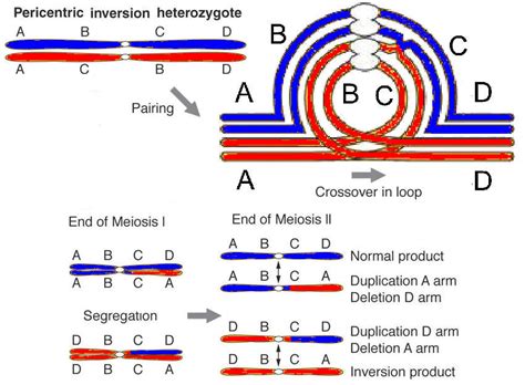 Image result for Inversion DNA