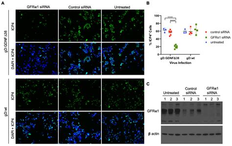 Generation of an Oncolytic Herpes Simplex Viral Vector Completely ...