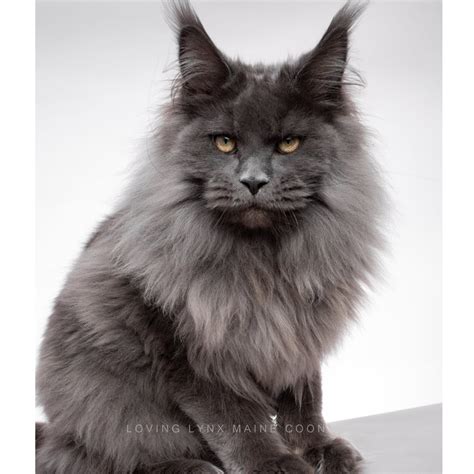 Grey Maine Coon