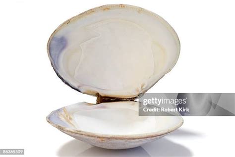 Clam Shell Pattern 的图像结果