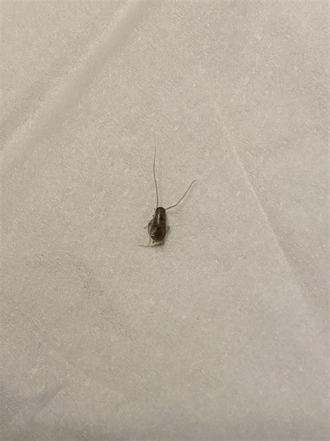 German or American roach nymph? : r/pestcontrol