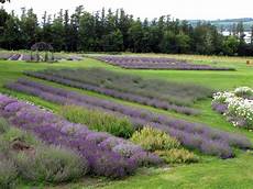 Lavender Farm Photo by Lockwood Lavender Farm Lockwood Lavender Farm Photos Lavender Farm Photo