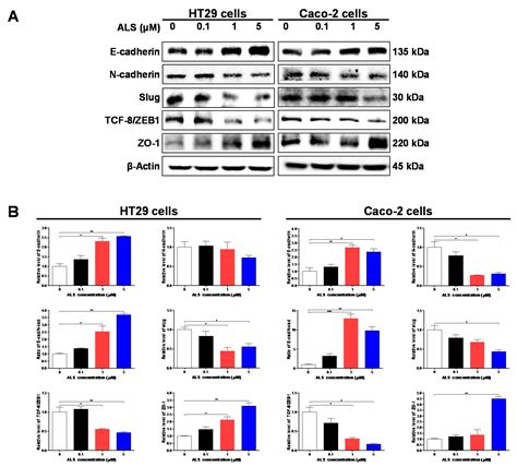 Alisertib Induces Cell Cycle Arrest, Apoptosis, Autophagy and ...