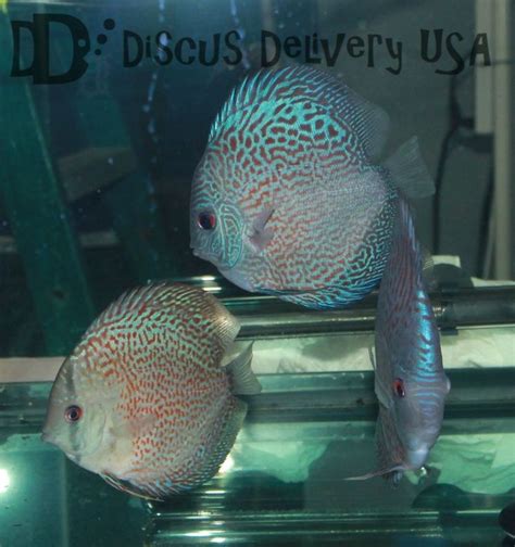 Image result for Blue Discus Fish